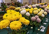 CHRYSANTHEMUM SHOW