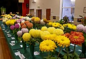 CHRYSATHEMUM SHOW