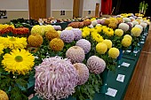 CHRYSANTHEMUM SHOW