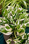 EPIPREMNUM AUREUM
