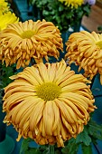 CHRYSANTHEMUM WOOLMANS GLORY