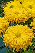 CHRYSANTHEMUM WOOLMANS GLORY