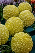 CHRYSANTHEMUM YELLOW CHARLES TANDY