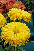 CHRYSANTHEMUM GOLDEN WOOLMANS GLORY