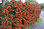 HEDGE - PYRACANTHA