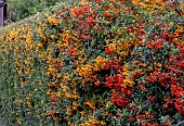 HEDGE - PYRACANTHA MIXED