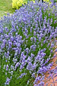 LAVANDULA ANGUSTIFOLIA MUNSTED