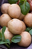 POTATO CALEDONIAN ROYAL