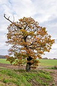 STAGS HORN OAK