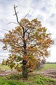 STAGS HORN OAK