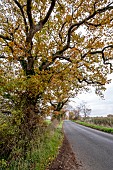 OAK-LINED SUFFOLK LANE