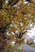 OAKS ALONG SUFFOLK LANE