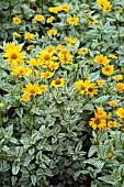 HELIOPSIS HELIANTHOIDES VAR SCABRA SUNBURST