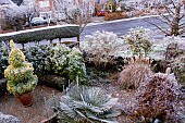 FROST ON TREES AND SHRUBS