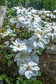 CLEMATIS GUERNSEY CREAM