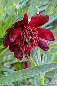 PAEONIA DELAVAYI
