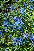 CORYDALIS ELATA