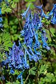 CORYDALIS ELATA