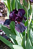 IRIS GERMANICA LANGPORT WREN