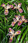 IRIS CALIFORNICA BROADLEIGH ROSE