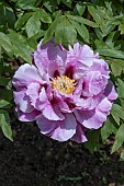 PAONIA SUFFRUTICOSA LAVENDER