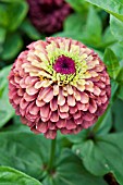 ZINNIA ELEGANS QUEEN LIME GREEN