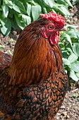 COCKERAL