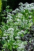 ALLIUM URSINUM