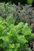 FOENICULUM VULGARE