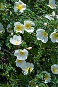 ROSA PIMPINELIFOLIA