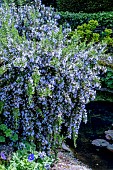 SALVIA OFFICINALIS PENDULA