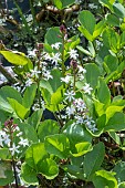MENYANTHES TRIFOLIATA