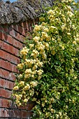 ROSA BANKSIAE LUTEA