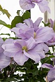 CLEMATIS LOUISE ROWE
