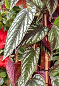 CISSUS DISCOLOR