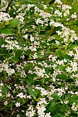 ARONIA PRUNIFOLIA BRILLIANT