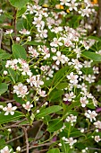 ARONIA PRUNIFOLIA BRILLIANT