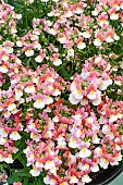 NEMESIA FOETENS AROMA LADY PENELOPE