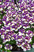 NEMESIA FOETENS SUNPEDDLE PLUM WHITE BICOLOR