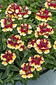 NEMESIA FOETENS AROMA HEARTS OF GOLD