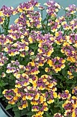 NEMESIA FOETENS RHUBARB N CUSTARD
