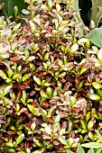 COPROSMA EVENING GLOW