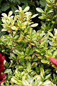 COPROSMA LEMON AND LIME