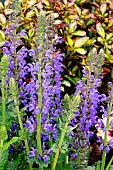 SALVIA NEMEROSA APRIL NIGHT