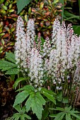 TIARELLA PINK SKYROCKET