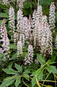 TIARELLA PINK SKYROCKET