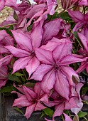 CLEMATIS GISELLE