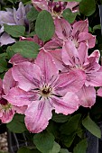CLEMATIS SARAH ELIZABETH
