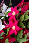 CLEMATIS ISSY