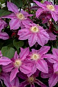 CLEMATIS ABILENE